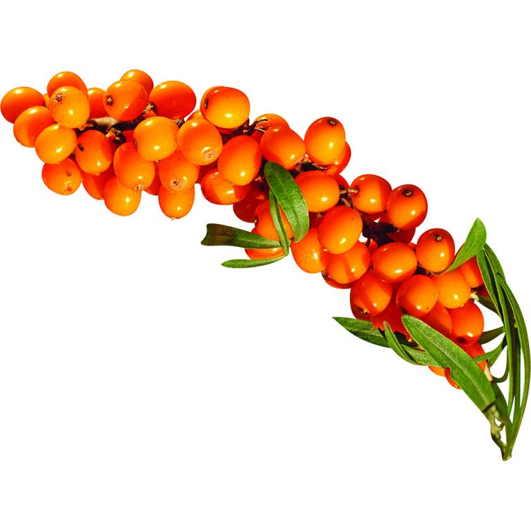 Frozen Sea buckthorn 16x500g – King of Sweets